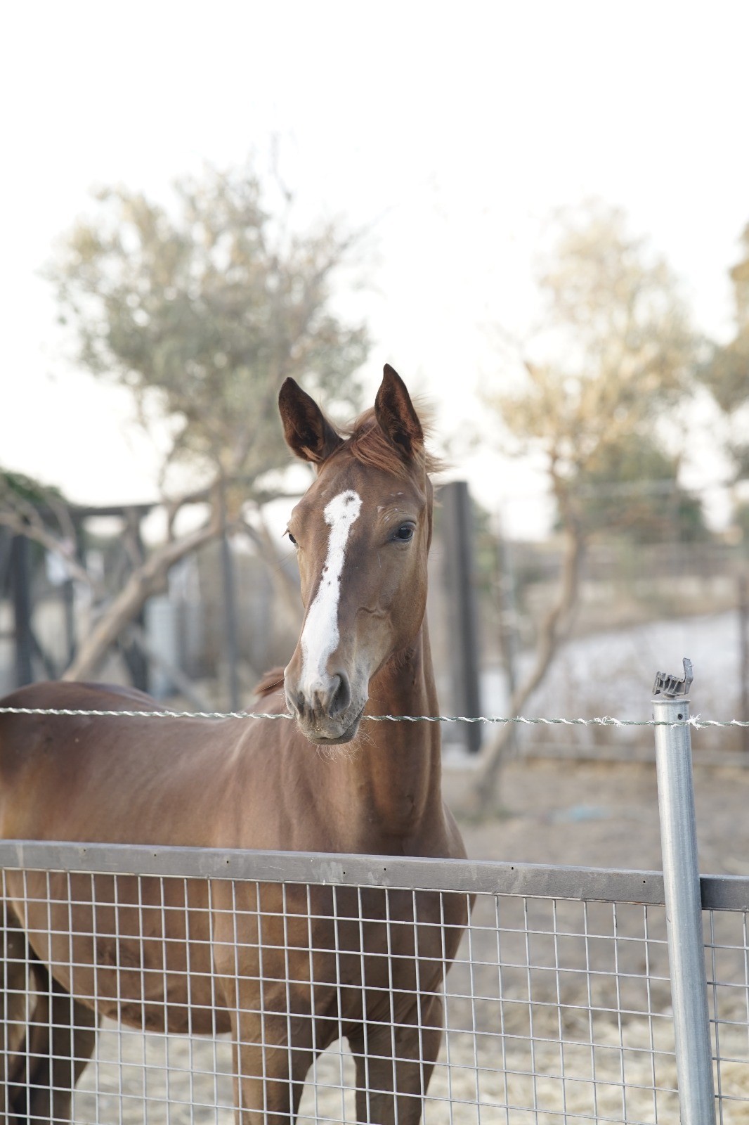 horse
